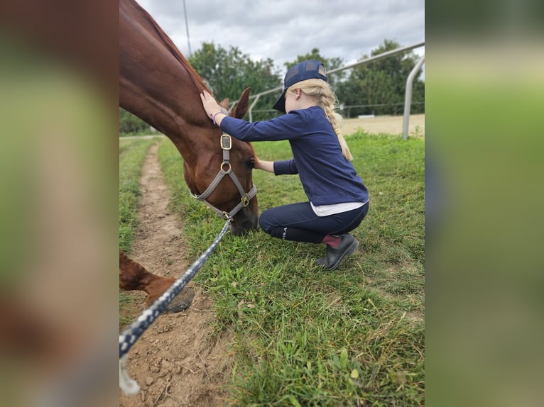 Würtemberger Hongre 9 Ans 170 cm Alezan in Hattersheim