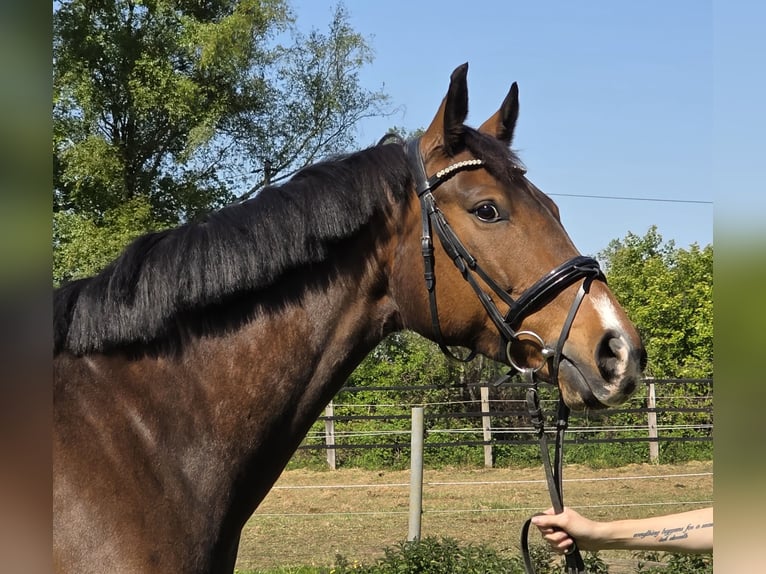 Würtemberger Jument 10 Ans 165 cm Bai in Wachtendonk