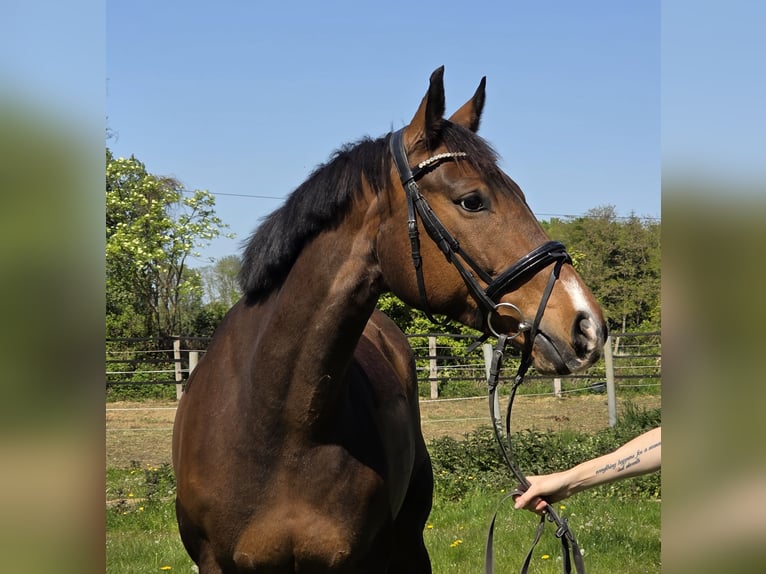 Würtemberger Jument 10 Ans 165 cm Bai in Wachtendonk