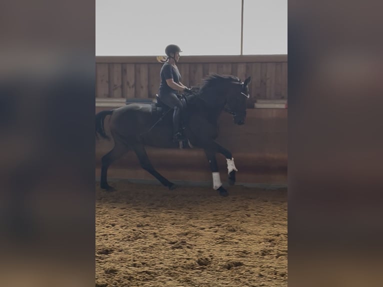 Würtemberger Jument 11 Ans 167 cm Bai in Burgau