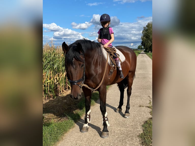 Würtemberger Jument 11 Ans 172 cm Bai in Korntal-M&#xFC;nchingen