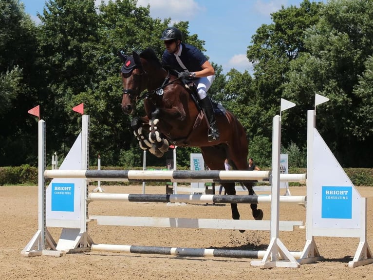 Würtemberger Jument 11 Ans 172 cm Bai in Korntal-M&#xFC;nchingen