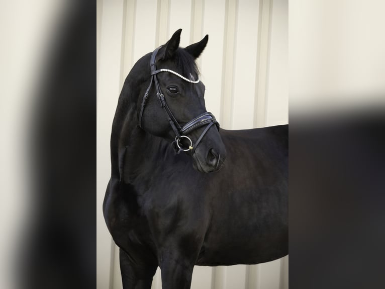 Würtemberger Jument 12 Ans 174 cm Noir in Renningen
