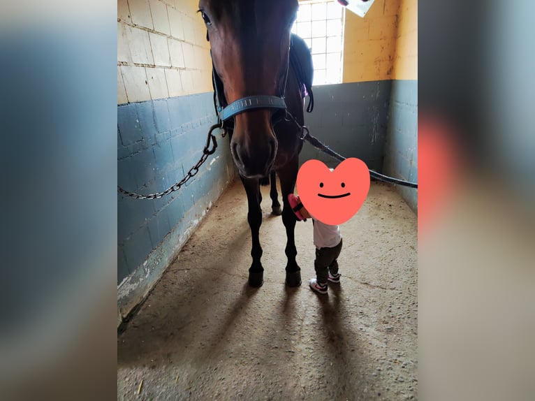 Würtemberger Jument 13 Ans 167 cm Bai in Bensheim