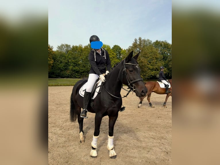 Würtemberger Jument 14 Ans 163 cm Bai brun in Tübingen