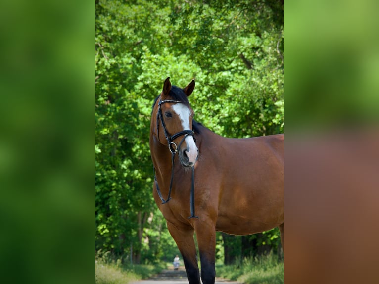 Würtemberger Jument 15 Ans 165 cm Bai in Wunstorf