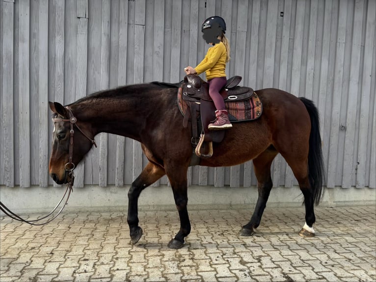 Würtemberger Jument 16 Ans 168 cm Bai in Grünenbach