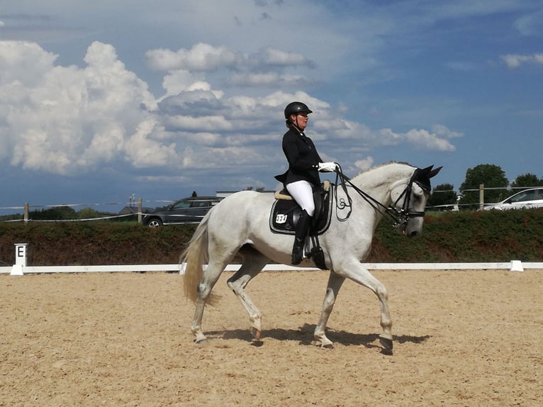 Würtemberger Jument 18 Ans 167 cm Gris in Baienfurt