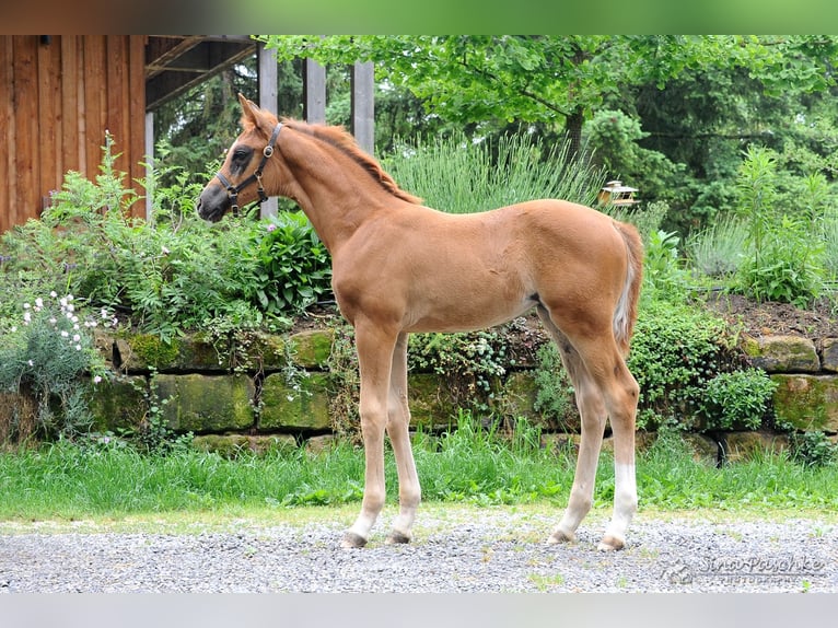 Würtemberger Jument 1 Année Alezan brûlé in Schwieberdingen