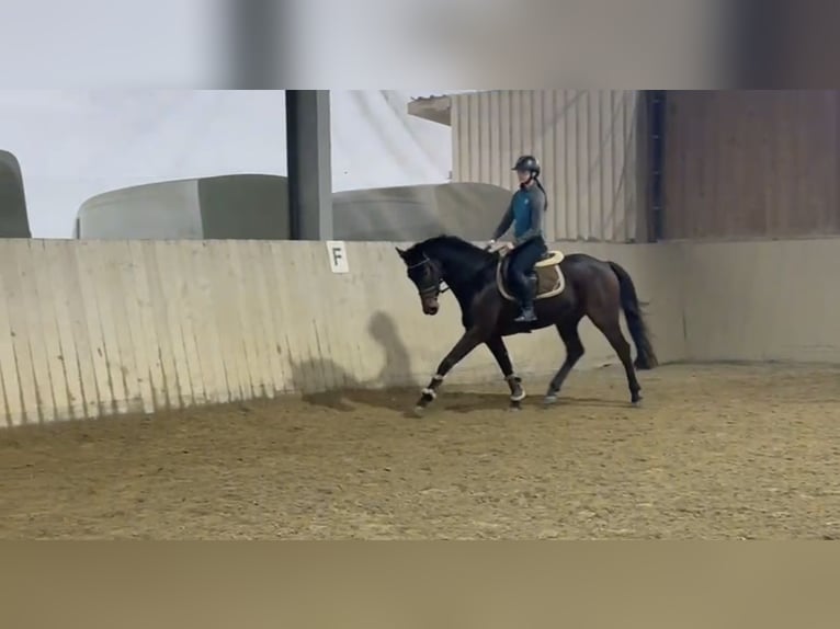 Würtemberger Jument 4 Ans 157 cm Bai brun in Neuried
