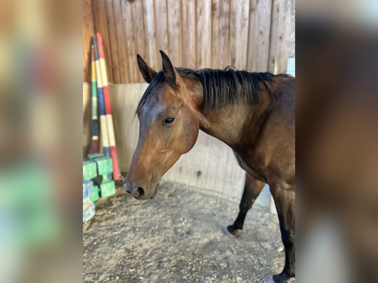 Würtemberger Jument 4 Ans 157 cm Bai brun in Neuried