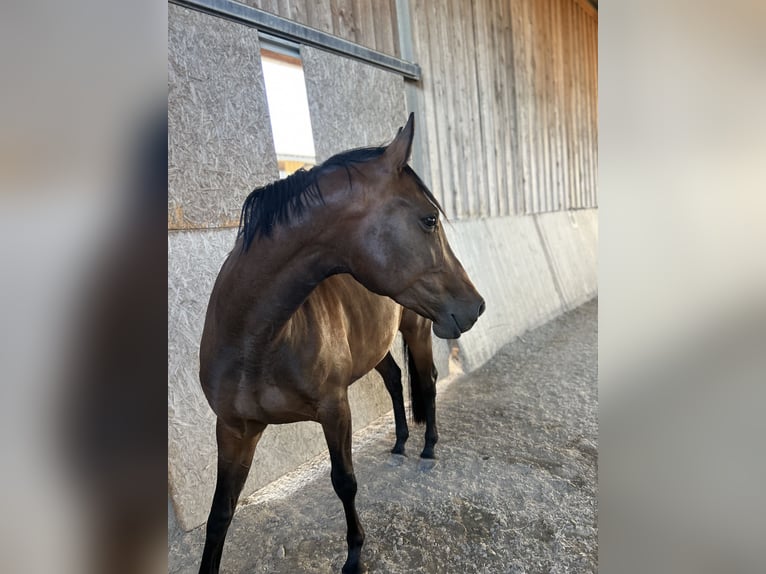 Würtemberger Jument 4 Ans 157 cm Bai brun in Neuried