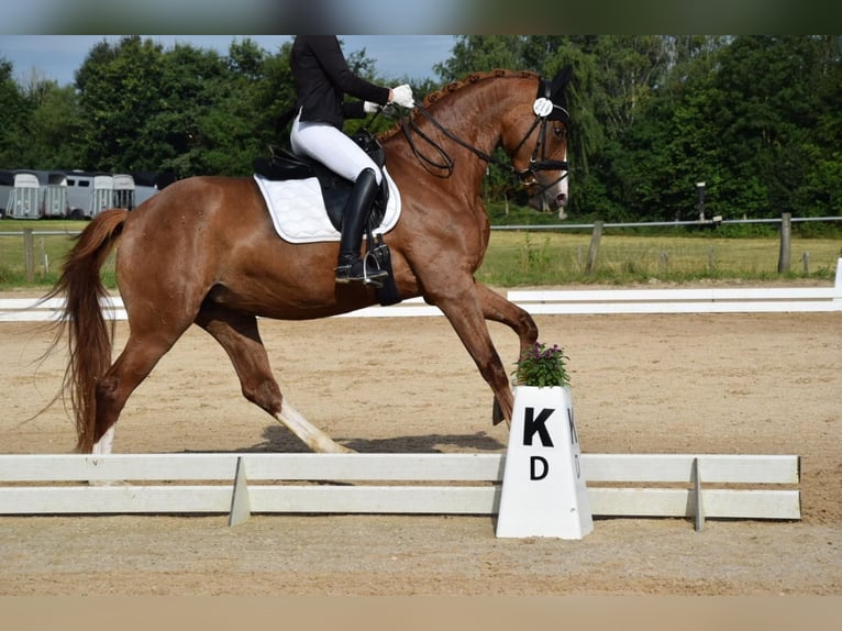 Würtemberger Jument 4 Ans 166 cm in InzigkofenInzigkofen