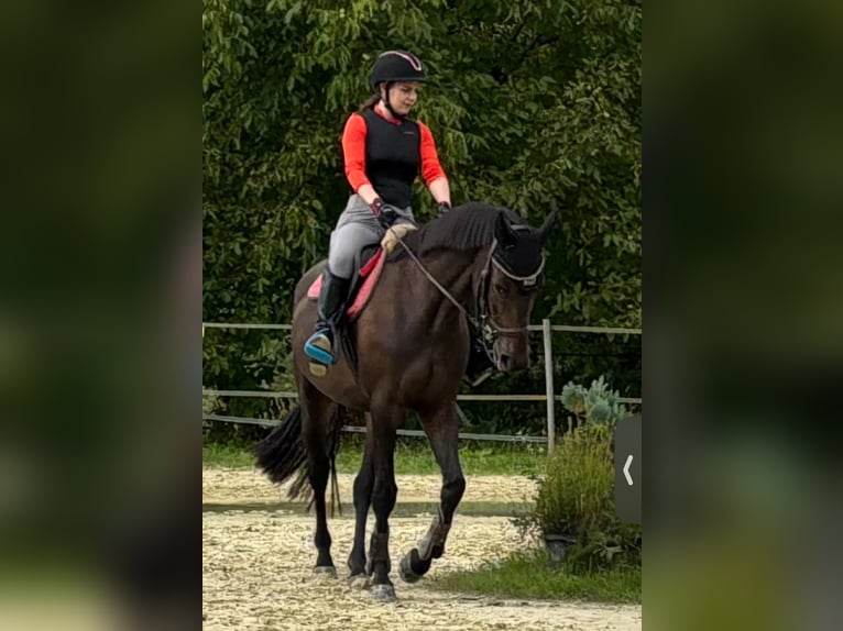 Würtemberger Jument 4 Ans 170 cm Bai in Radolfzell am Bodensee