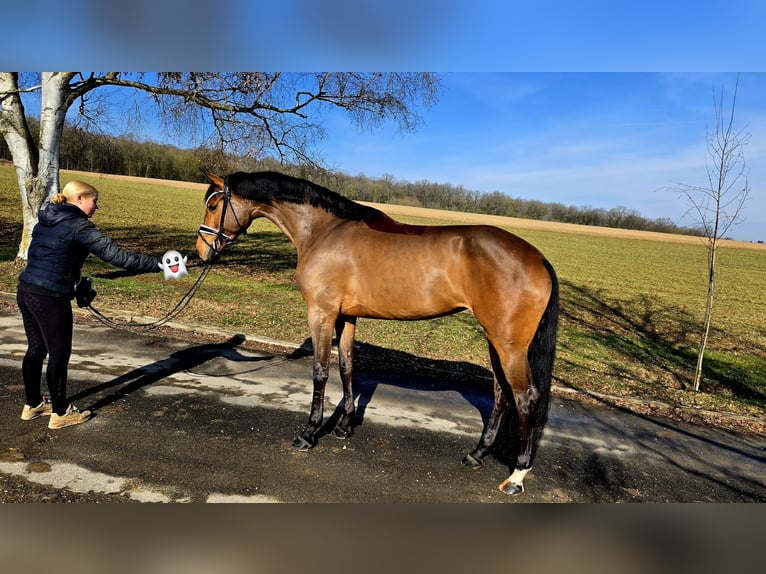 Würtemberger Jument 4 Ans 174 cm Bai in Röttingen