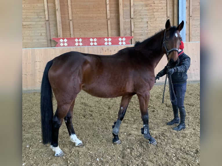 Würtemberger Jument 5 Ans 161 cm Bai in Hünfelden-Kirberg6000