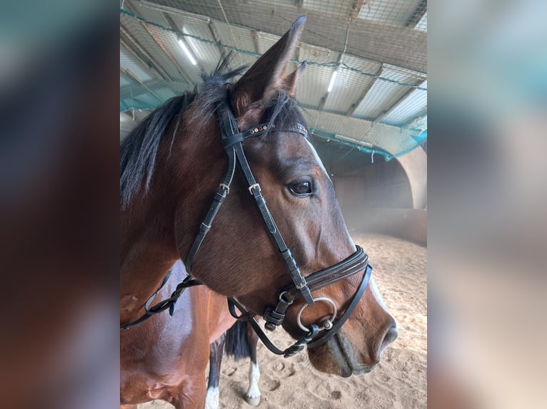 Würtemberger Jument 5 Ans 166 cm Bai in Remseck am Neckar