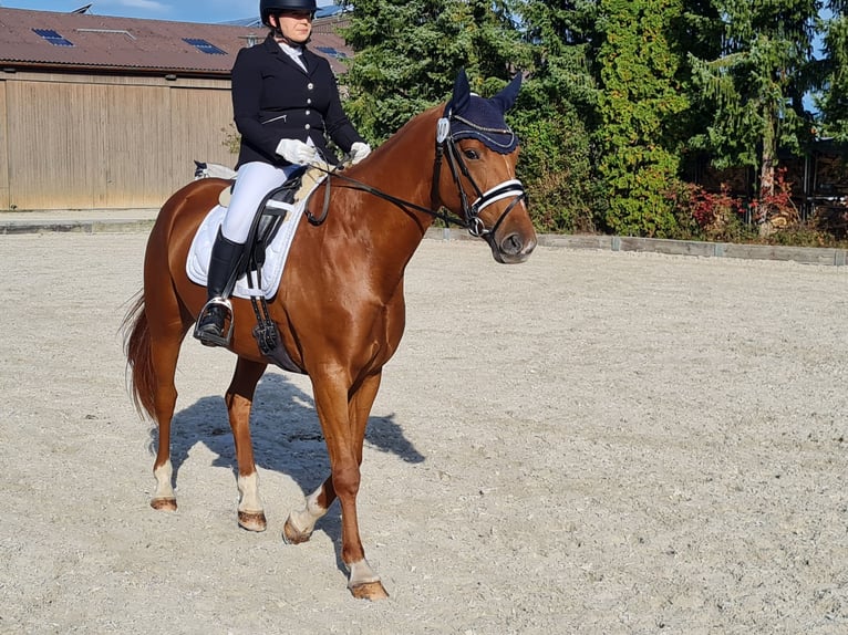 Würtemberger Jument 5 Ans 167 cm Alezan in Westerheim
