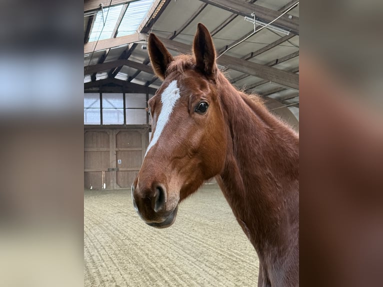 Würtemberger Jument 5 Ans 168 cm Alezan in Buchen (Odenwald)