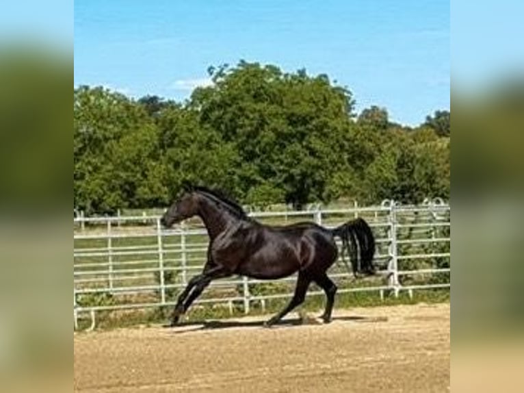 Würtemberger Jument 6 Ans 163 cm Noir in Weisweil
