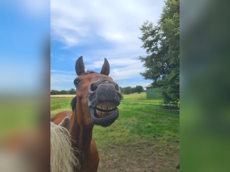 Würtemberger Jument 6 Ans 165 cm Bai in Schwentinental