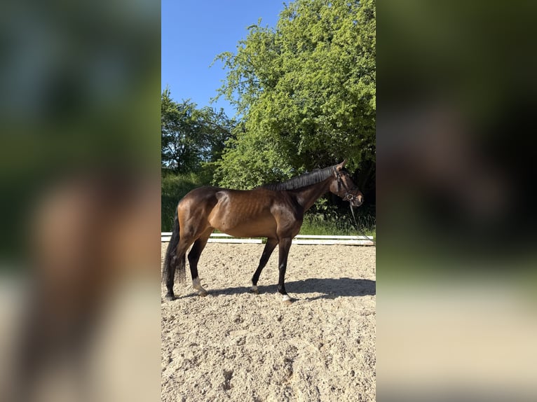 Würtemberger Jument 6 Ans 168 cm Bai in Berg