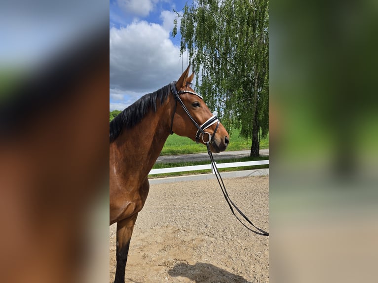 Würtemberger Jument 6 Ans 173 cm Bai in Röttingen