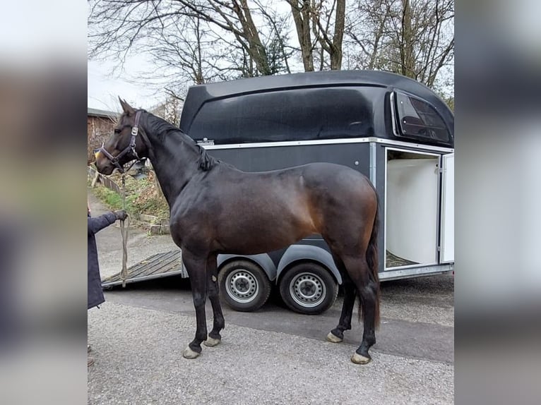 Würtemberger Jument 7 Ans 170 cm Bai brun foncé in Murrhardt