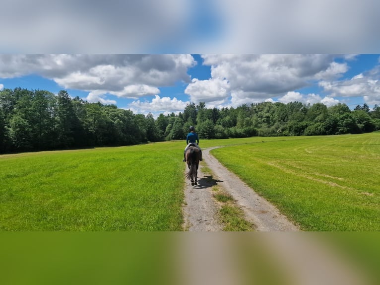 Würtemberger Jument 7 Ans 170 cm Bai brun foncé in Murrhardt