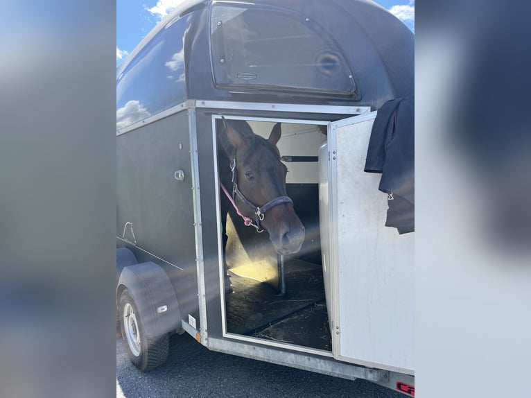 Würtemberger Jument 7 Ans 170 cm Bai brun foncé in Murrhardt