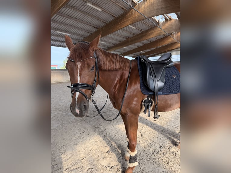 Würtemberger Jument 8 Ans 164 cm Alezan brûlé in Schweinfurt
