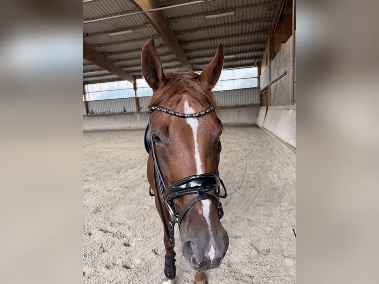 Würtemberger Jument 8 Ans 164 cm Alezan brûlé in Schweinfurt