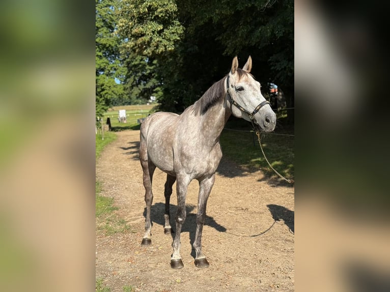 Würtemberger Jument 8 Ans 167 cm Gris pommelé in Wels