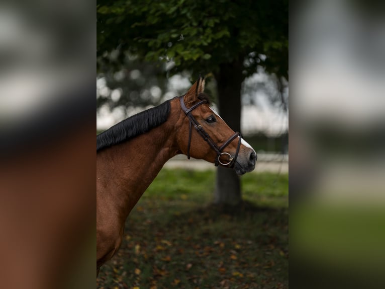 Würtemberger Jument 8 Ans 168 cm Bai in Nettetal