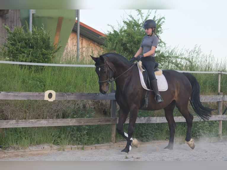 Würtemberger Jument 9 Ans 170 cm Bai brun in Fleischwangen