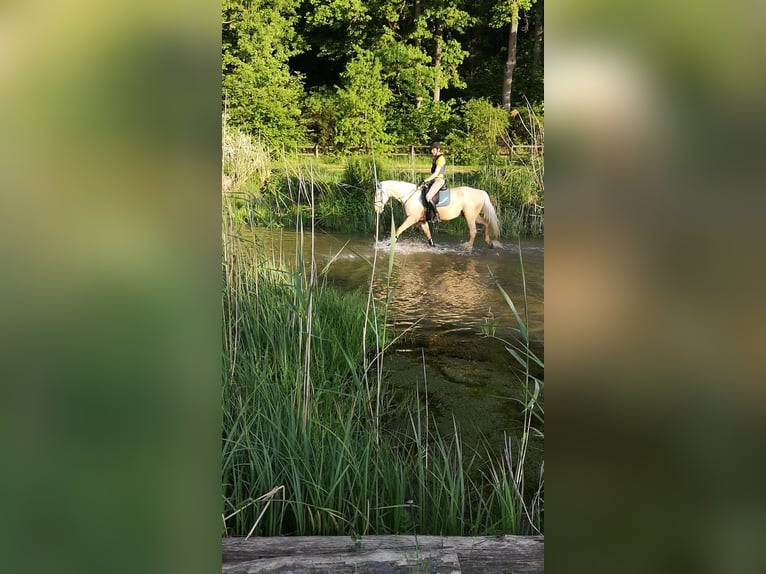 Wuerttemberg Gelding 10 years 16 hh Palomino in Breisach am Rhein