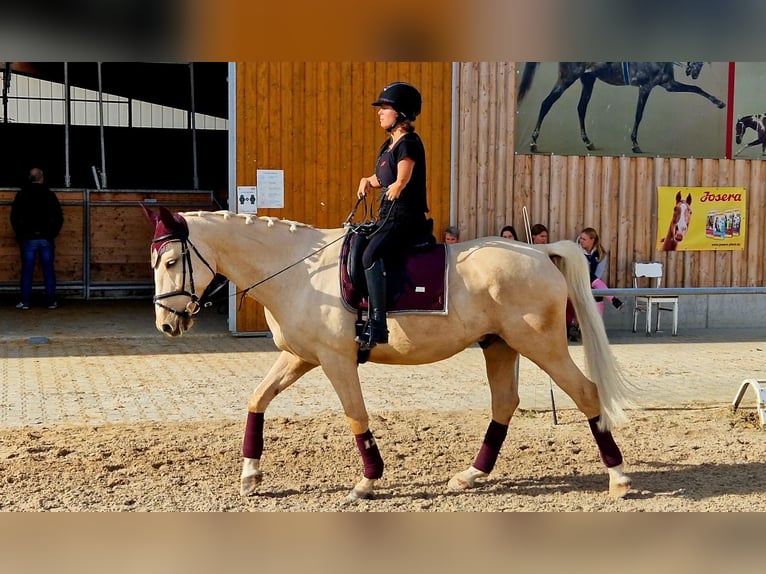 Wuerttemberg Gelding 10 years 16 hh Palomino in Breisach am Rhein