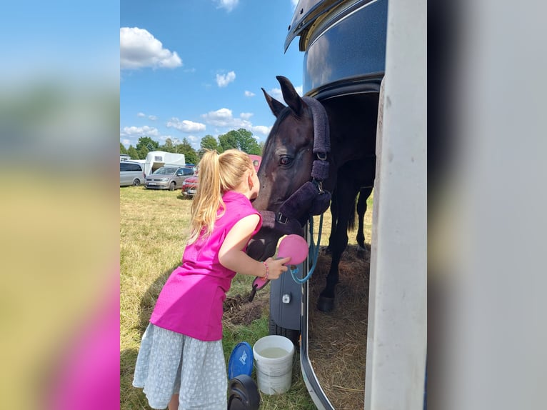 Wuerttemberg Gelding 10 years 17 hh Black in G&#xF6;rlitz