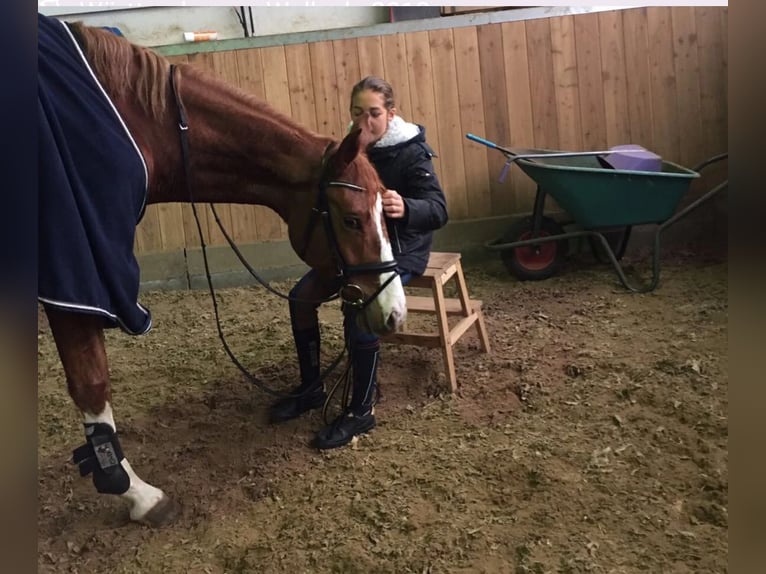 Wuerttemberg Gelding 11 years 16,2 hh Chestnut-Red in Fronreute