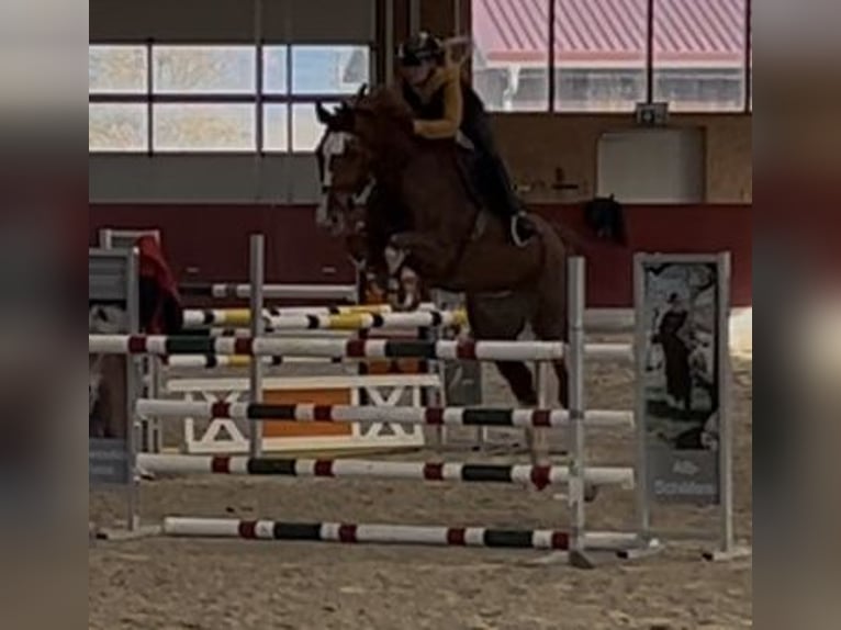 Wuerttemberg Gelding 11 years 16,2 hh Chestnut-Red in Fronreute