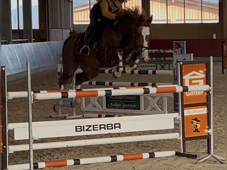 Wuerttemberg Gelding 11 years 16,2 hh Chestnut-Red in Fronreute