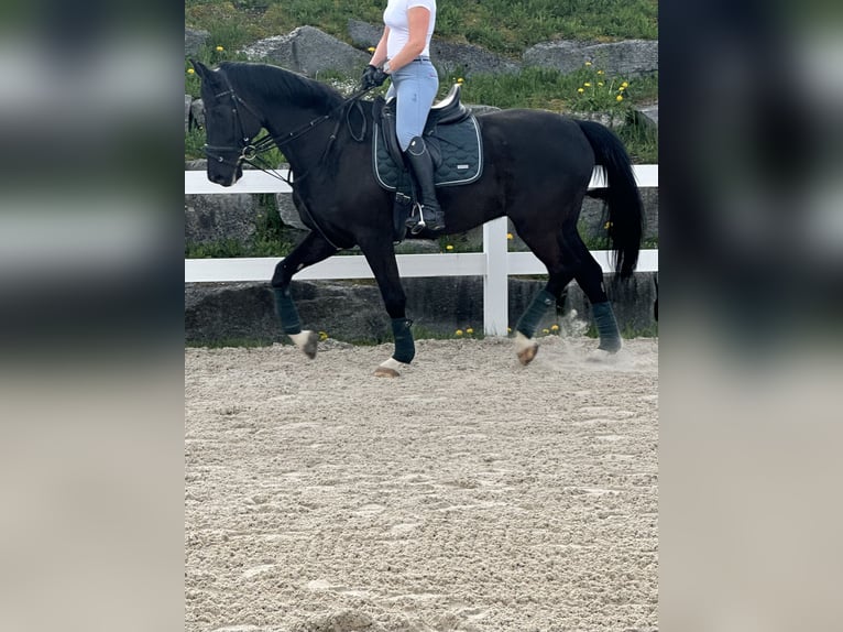 Wuerttemberg Gelding 12 years 16,1 hh Black in Donzhausen