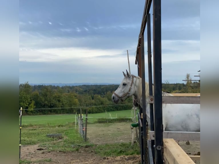 Wuerttemberg Gelding 12 years 16,1 hh Gray in Horgenzell