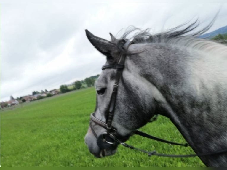 Wuerttemberg Gelding 12 years 16,1 hh Gray in Horgenzell