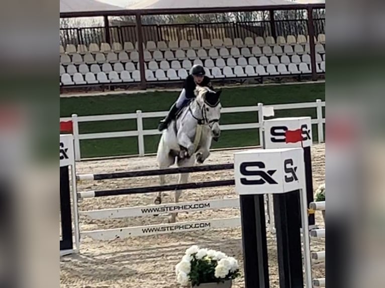 Wuerttemberg Gelding 12 years 16,3 hh Gray in Fronreute