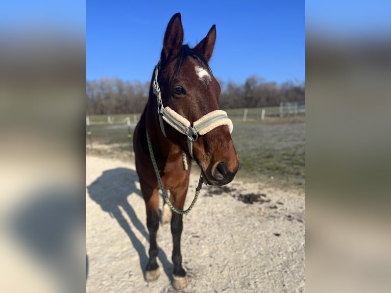 Wuerttemberg Gelding 12 years 16,2 hh Brown in Syrgenstein Wuerttemberg Gelding 12 years 16,2 hh Brown in Syrgenstein