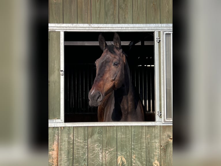 Wuerttemberg Gelding 12 years 16,3 hh Bay-Dark in Krerowo