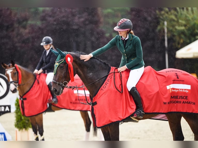 Wuerttemberg Gelding 12 years 16,3 hh Bay-Dark in Krerowo