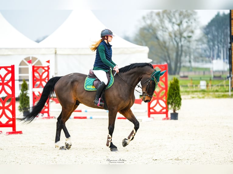 Wuerttemberg Gelding 12 years 16,3 hh Bay-Dark in Krerowo