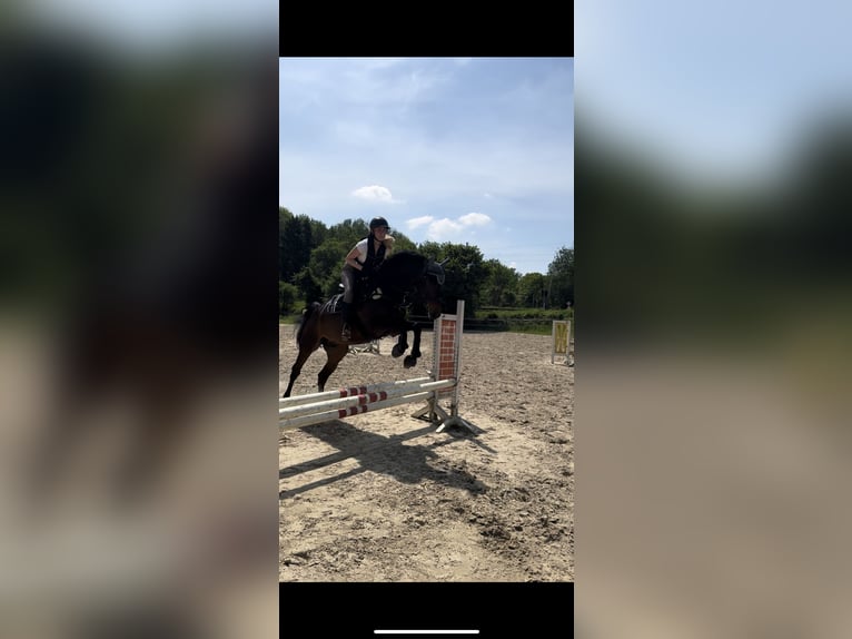 Wuerttemberg Gelding 12 years 17,1 hh Bay-Dark in Neuss